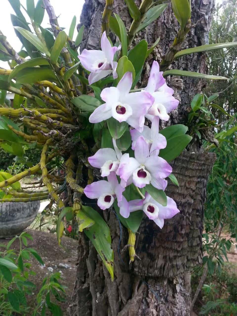 Chacara Sonho Verde Top - foto 86